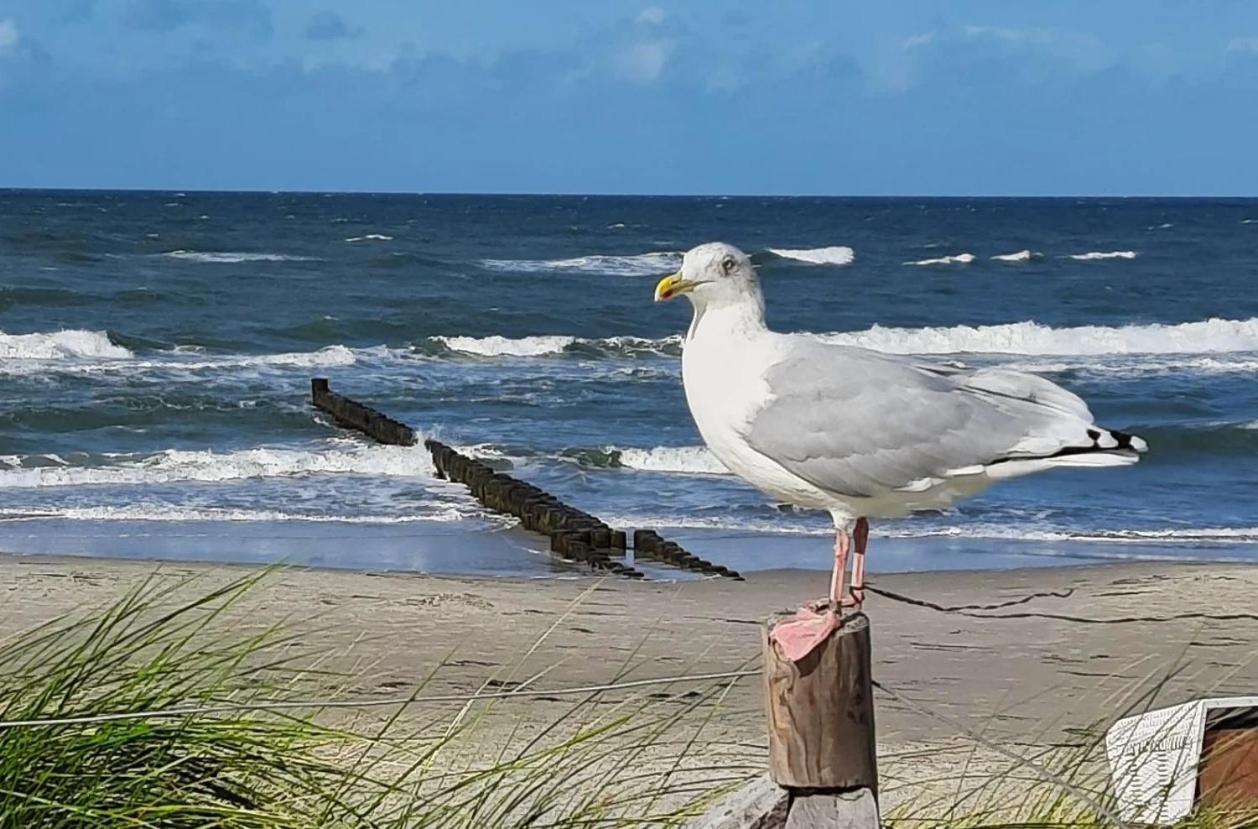 Ferienwohnung Haus Nadine Ostseeheilbad Ostseeheilbad Zingst Exterior foto